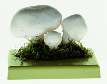 BoS 26 Wiesenchampignon, Feldegerling