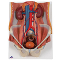 Harnapparat, zweigeschlechtig, 6-teilig – 3B Smart Anatomy