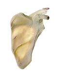 QS 18 Schulterblatt (Scapula)