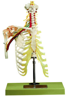 QS 65/5 Halswirbelsäule mit Schultergürtel