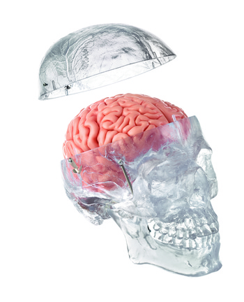 QS 7/T/20 Künst. Homo-Schädel, transparent + 8-teiligem Gehirn