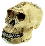 S 3/1 Schädelrekonstruktion von Homo habilis (O.H. 24)