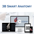 Schädel mit Gehirn, 8-teilig – 3B Smart Anatomy 