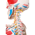 Skelett Luxus-Sam, Rollenstativ – 3B Smart Anatomy