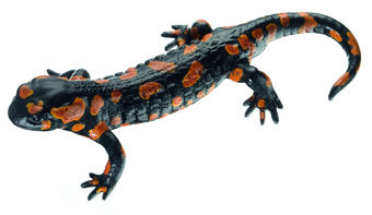 ZoS 1001/RV Gefleckter Feuersalamander, Männchen, rote Varietät